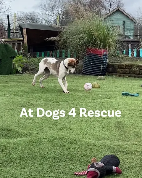 Кадр рекламы Dogs 4 Rescue
