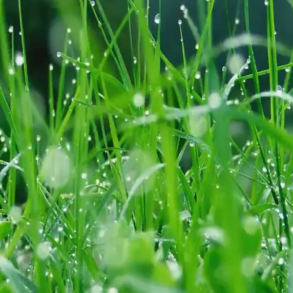 Кадр рекламы Gifts of Nature