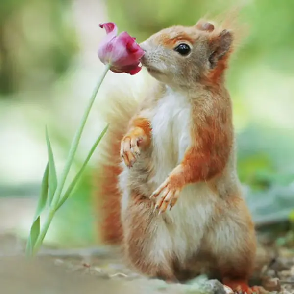 Кадр рекламы Wildflower Days