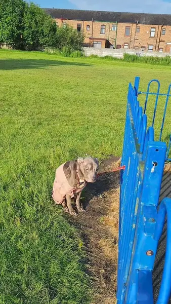 Кадр рекламы Dogs 4 Rescue