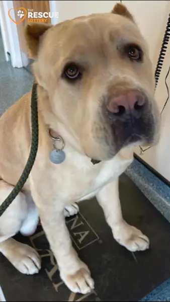 Кадр рекламы Dogs 4 Rescue
