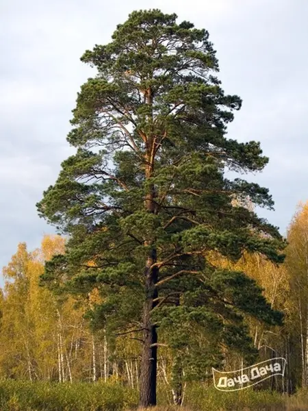 Кадр рекламы Thái Lan