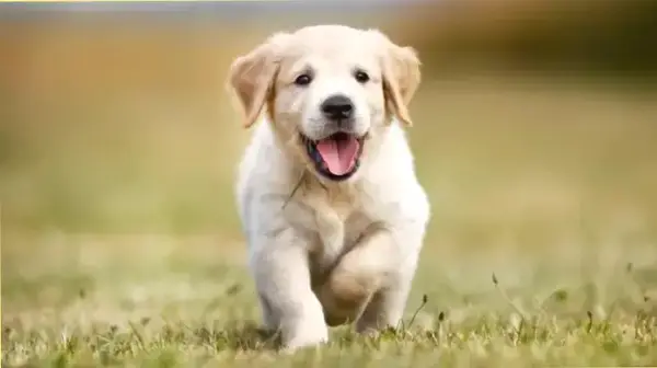 Кадр рекламы Lê Lệ