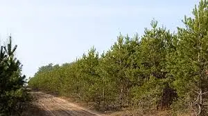 Кадр рекламы Słodkie Zwycięstwo