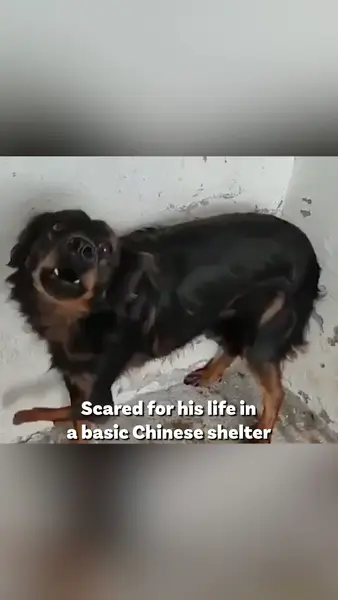 Кадр рекламы Dogs 4 Rescue