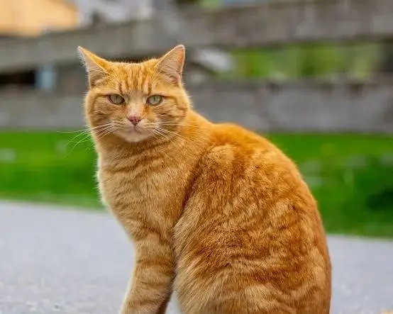 Кадр рекламы Strefa Szans