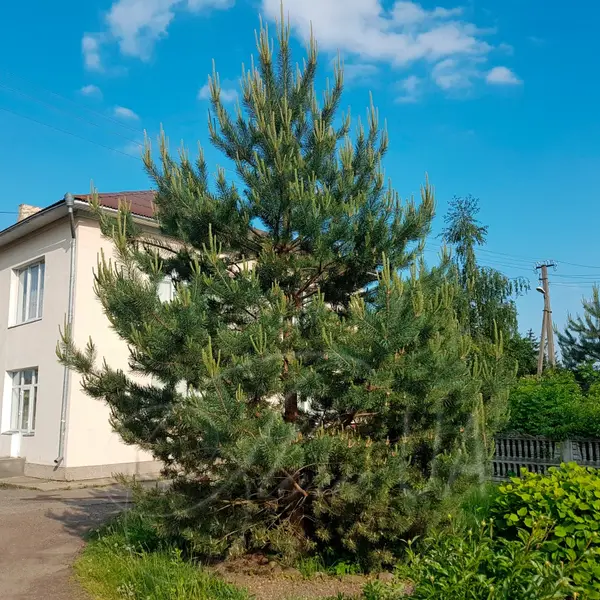 Кадр рекламы Thái Lan