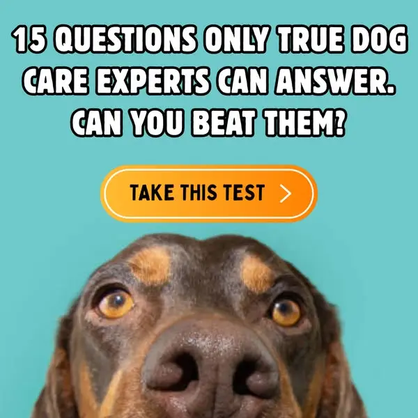 Кадр рекламы Pet Food Sherpa