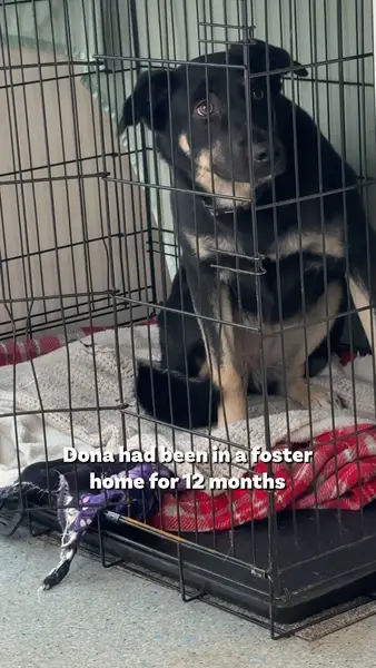 Кадр рекламы Dogs 4 Rescue