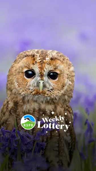 Кадр рекламы RSPB