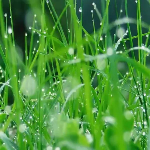 Кадр рекламы Gifts of Nature