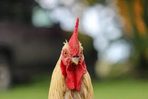 Кадр рекламы ChickenGo