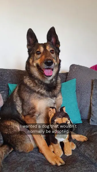 Кадр рекламы Dogs 4 Rescue