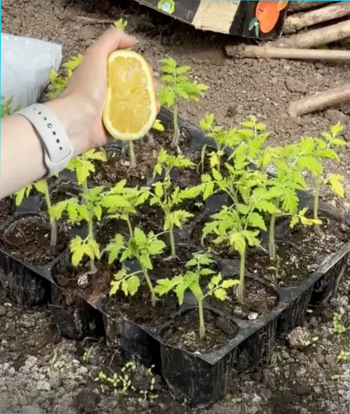 Кадр рекламы Hạ Diệu