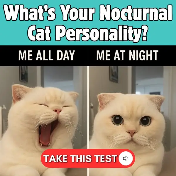Кадр рекламы Cat Mania