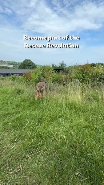 Кадр рекламы Dogs 4 Rescue