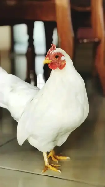 Кадр рекламы Chicken Road