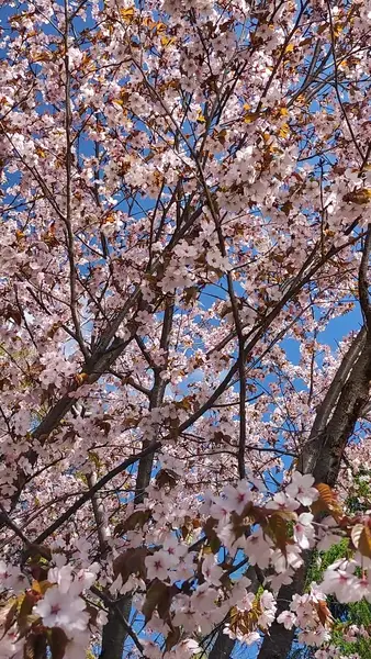 Кадр рекламы Hoàng Bình