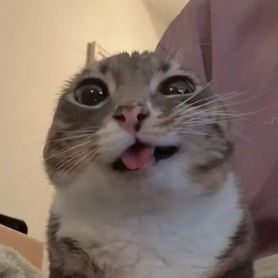 Кадр рекламы Neko 