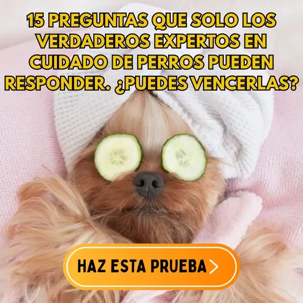 Кадр рекламы We're All About Pets