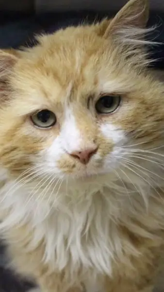 Кадр рекламы Đinh Hồng