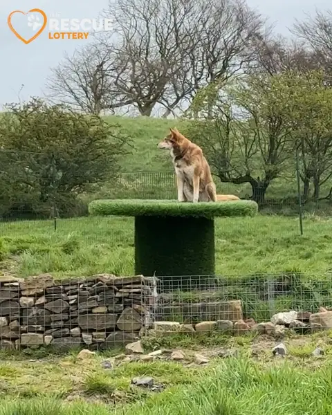 Кадр рекламы Dogs 4 Rescue