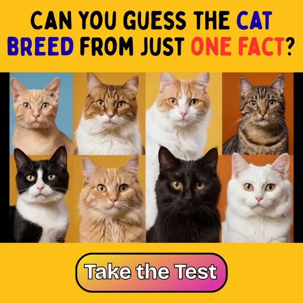 Кадр рекламы Cats.com