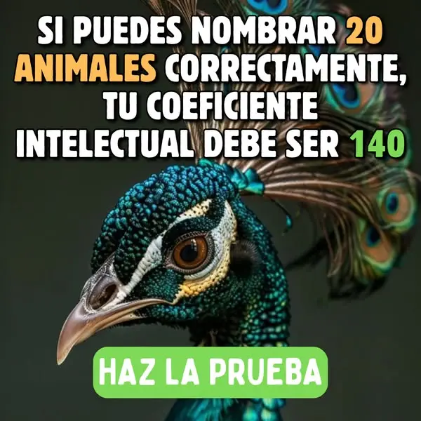 Кадр рекламы We're All About Pets