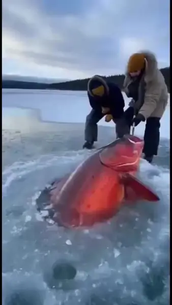 Кадр рекламы Icefishingit