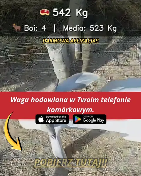 Кадр рекламы Best Apps