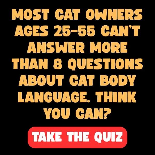 Кадр рекламы Cats.com