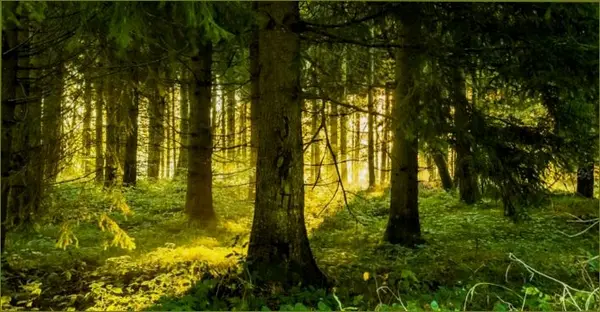 Кадр рекламы GreenHit
