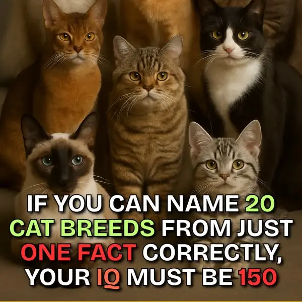 Кадр рекламы Cats.com