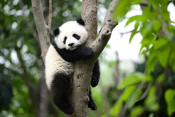 Кадр рекламы Pinecrest Bay