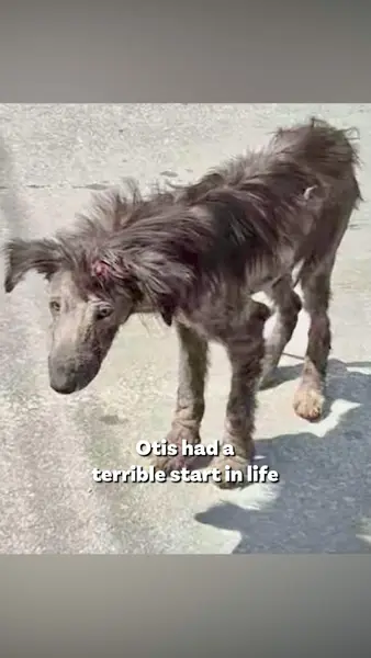 Кадр рекламы Dogs 4 Rescue