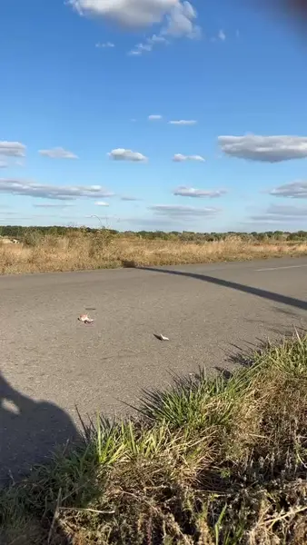 Кадр рекламы Chicken Road 2
