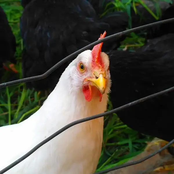 Кадр рекламы Chicken road