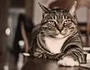Кадр рекламы Luna Feathers