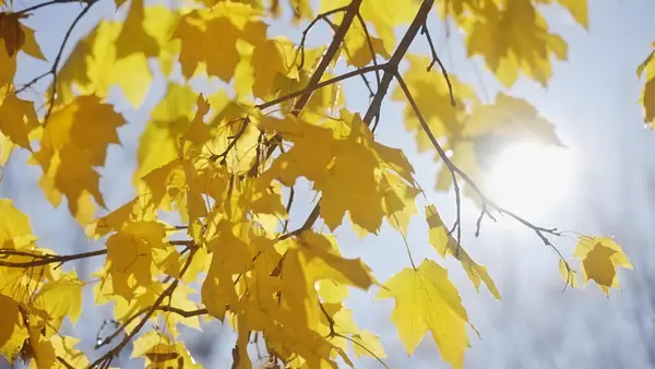 Кадр рекламы Kiều Bình