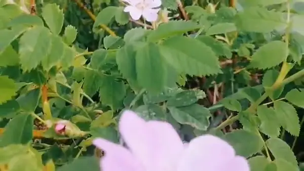 Кадр рекламы Laelia Basil mukang 1108