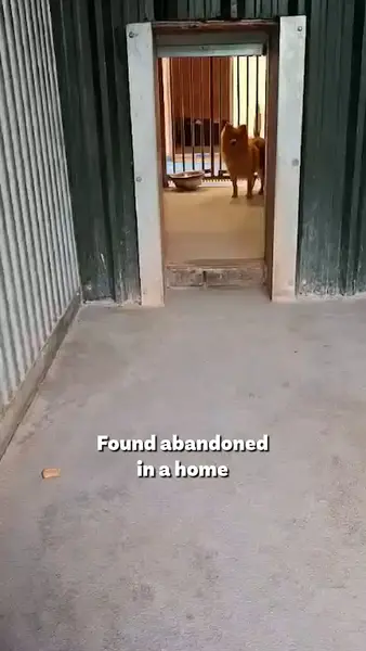Кадр рекламы Dogs 4 Rescue