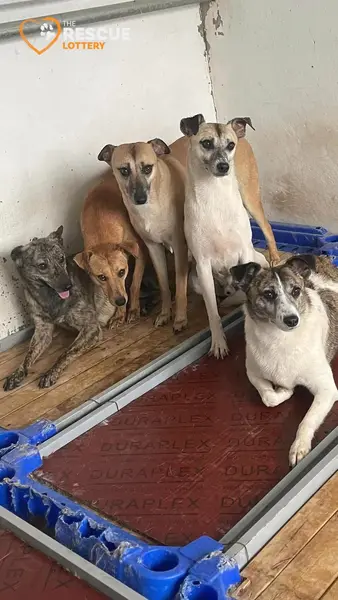 Кадр рекламы Dogs 4 Rescue