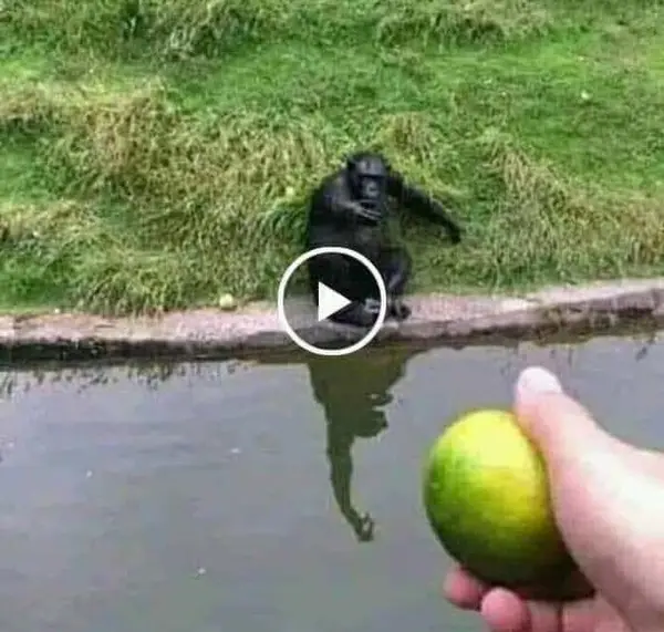 Кадр рекламы Giả Mỹ