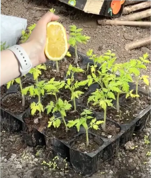 Кадр рекламы Lê Lý