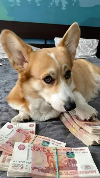 Кадр рекламы Sofiit