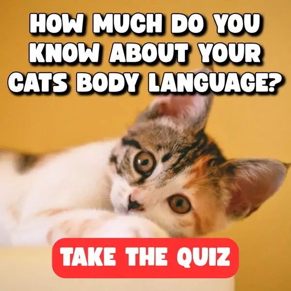 Кадр рекламы Cats.com