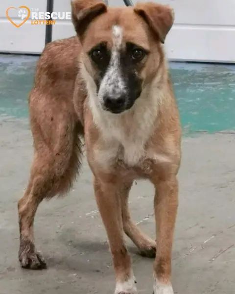 Кадр рекламы Dogs 4 Rescue