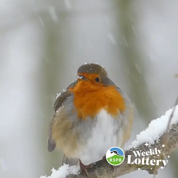 Кадр рекламы RSPB