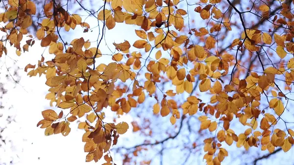 Кадр рекламы Kiều Bình