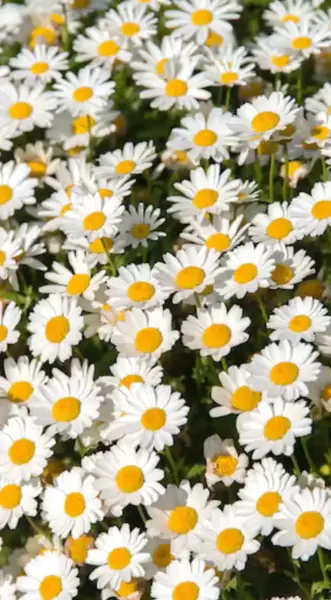 Кадр рекламы Hạ Hảo